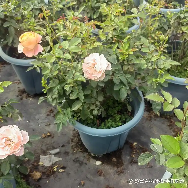 月季的种植方法