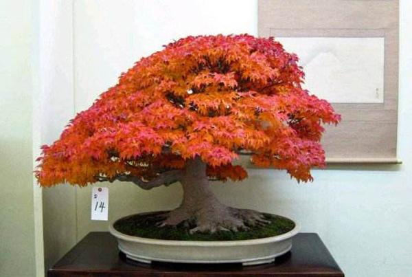 Pentecostal maple cultivation technology 2026