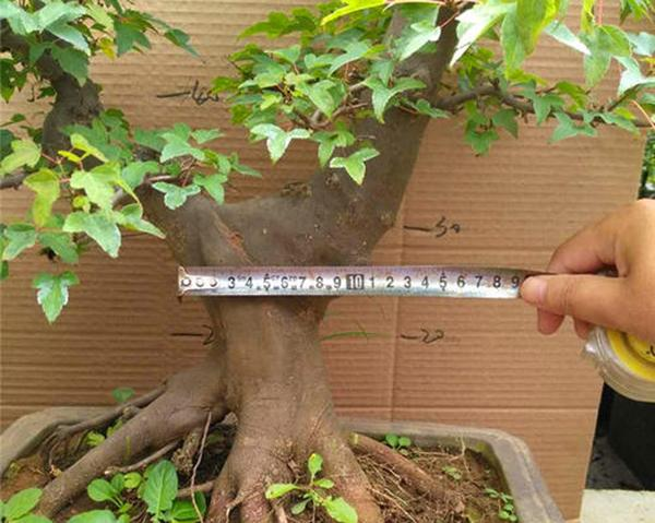 Pentecostal maple cultivation technology 2026