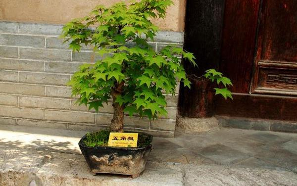 Pentecostal maple cultivation technology 2026