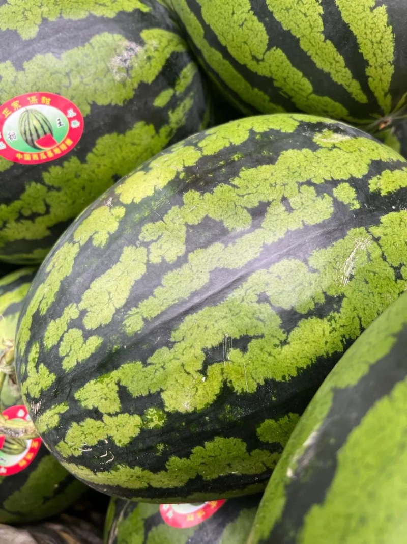 Video of the techniques used to plant watermelon in the country