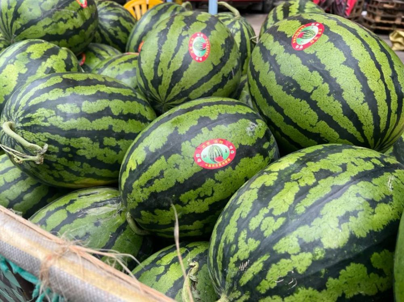 Video of the techniques used to plant watermelon in the country
