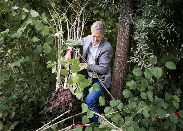 日系园艺种植的植物