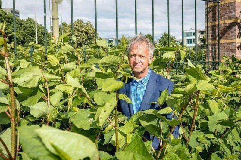 日系园艺种植的植物