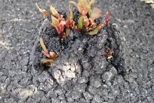 日系园艺种植的植物