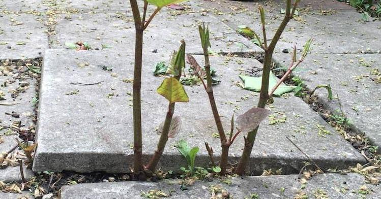 日系园艺种植的植物