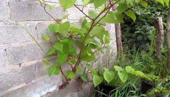 日系园艺种植的植物