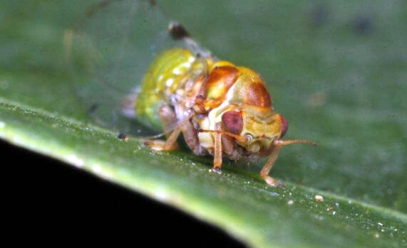 日系园艺种植的植物