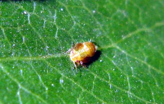 日系园艺种植的植物