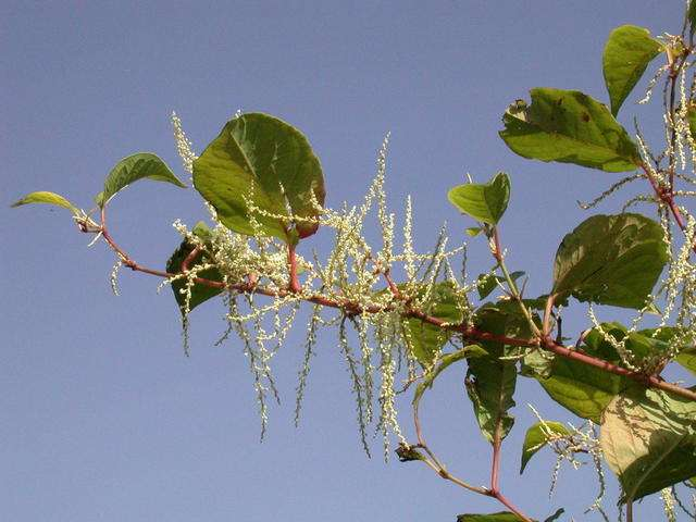 日系园艺种植的植物