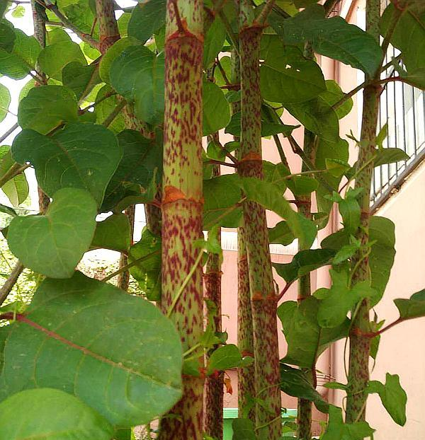 日系园艺种植的植物