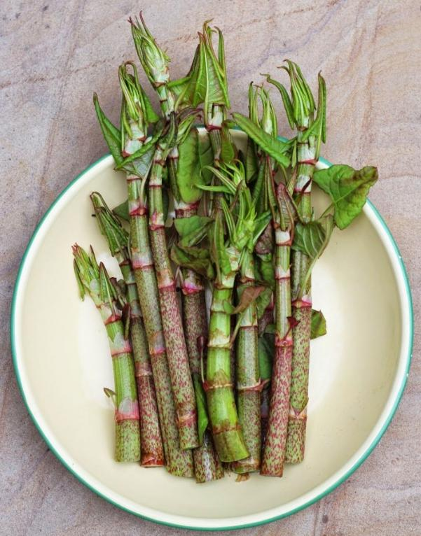 日系园艺种植的植物