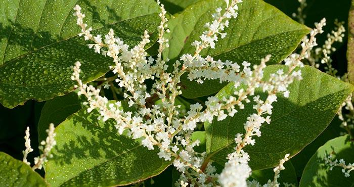 日系园艺种植的植物