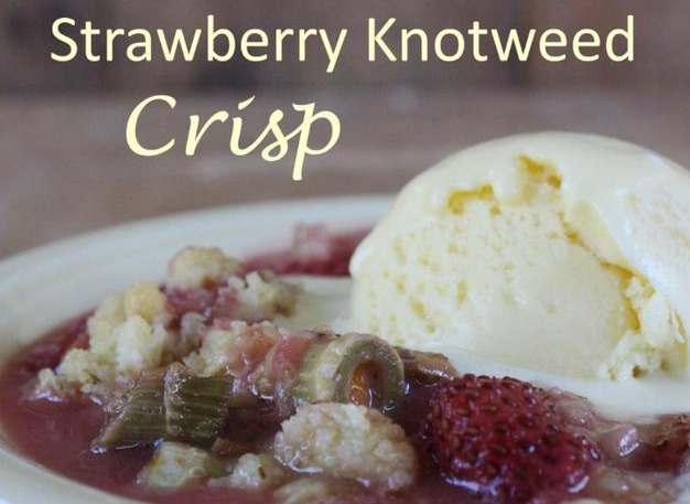 日系园艺种植的植物