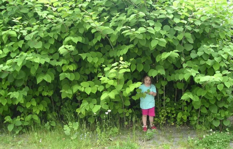 日系园艺种植的植物