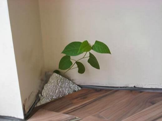 日系园艺种植的植物