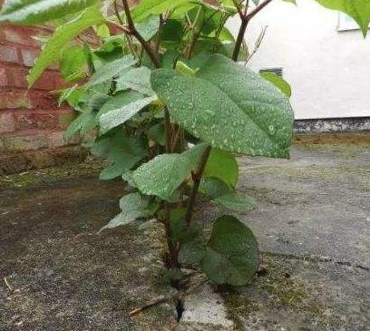 日系园艺种植的植物