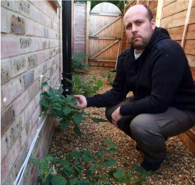 日系园艺种植的植物