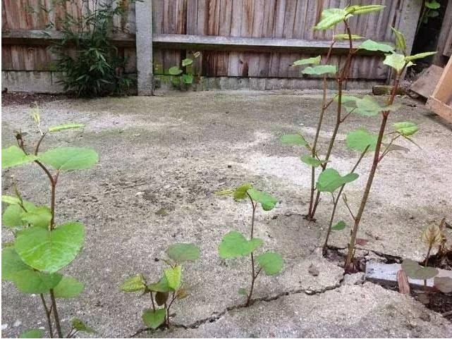 日系园艺种植的植物