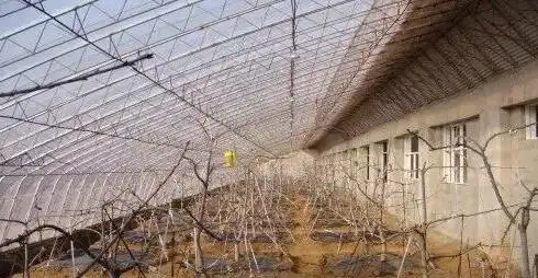 The technology of big cherry cultivation