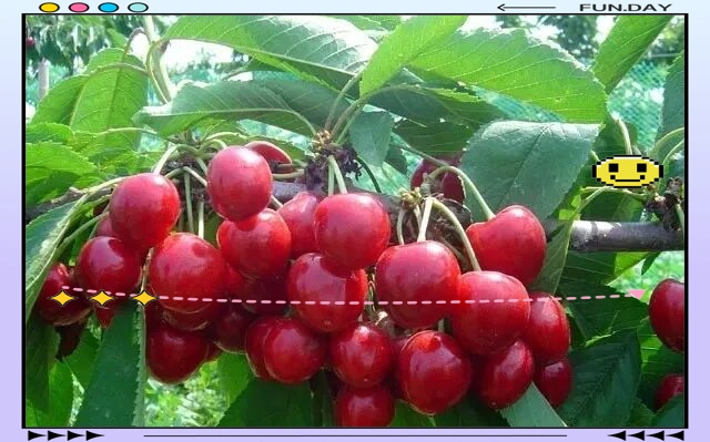 The technology of big cherry cultivation