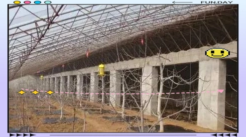 The technology of big cherry cultivation