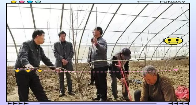 The technology of big cherry cultivation