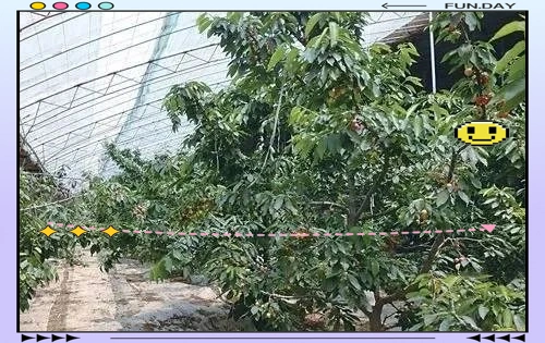 The technology of big cherry cultivation