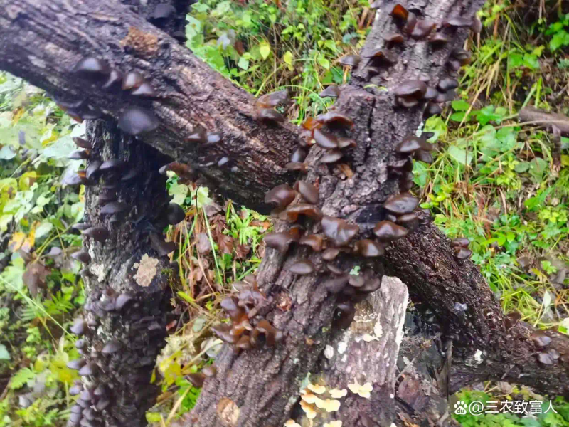 木耳的种植方法及季节