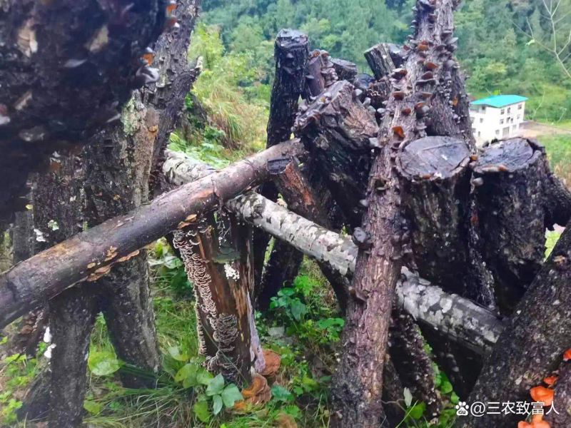 木耳的种植方法及季节