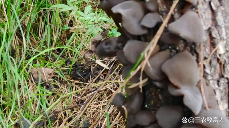 木耳的种植方法及季节