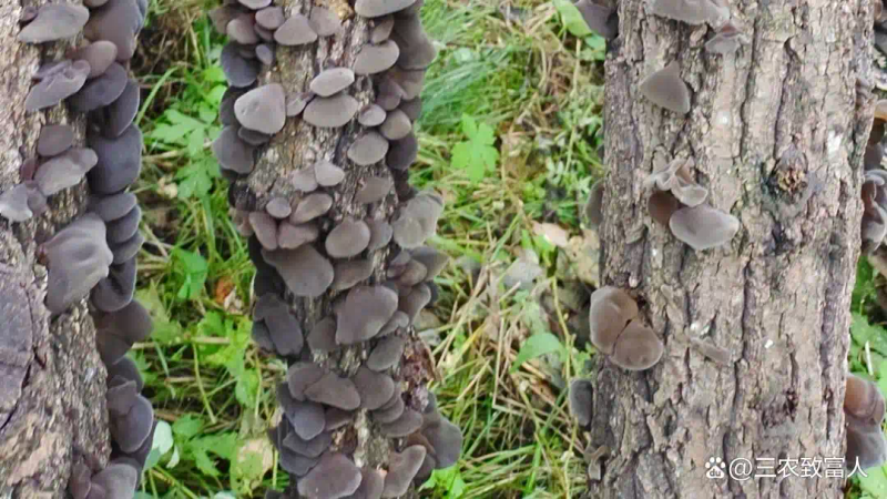 木耳的种植方法及季节