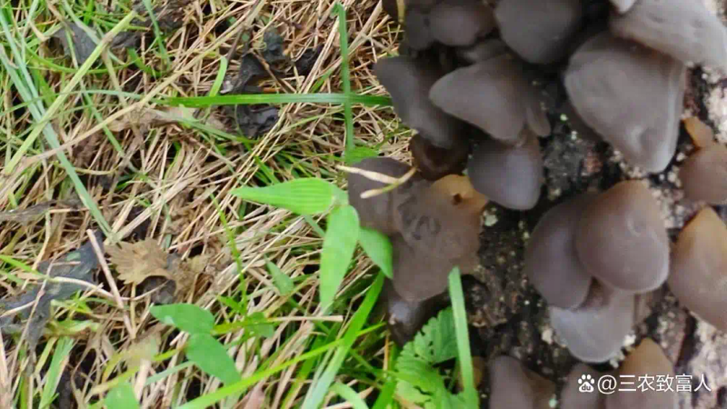 木耳的种植方法及季节