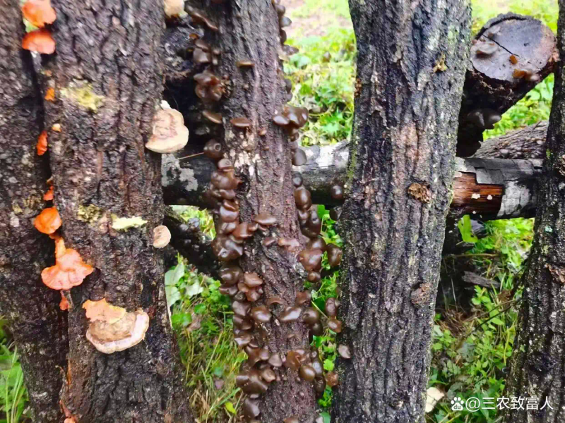 木耳的种植方法及季节