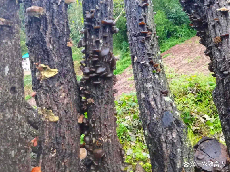 木耳的种植方法及季节