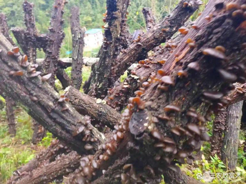 木耳的种植方法及季节