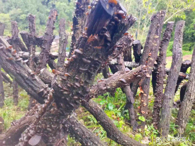 木耳的种植方法及季节