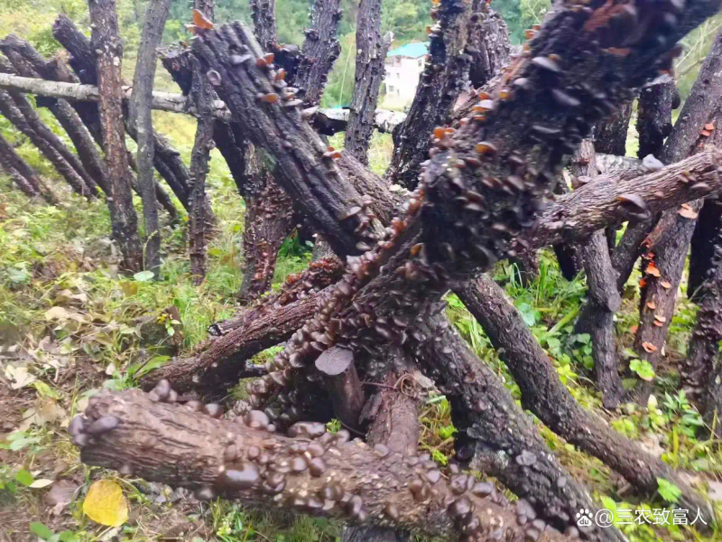 木耳的种植方法及季节