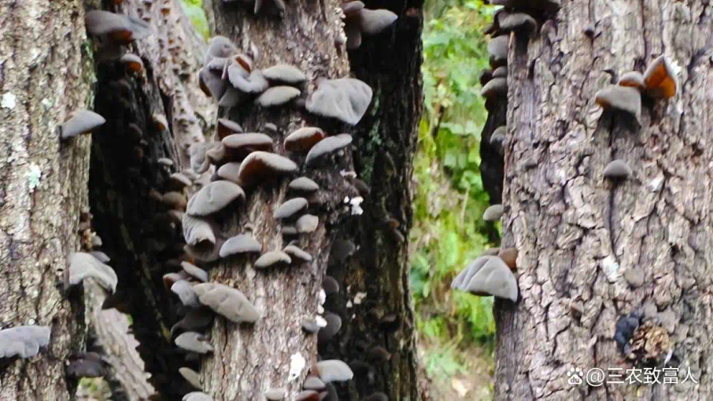 木耳的种植方法及季节