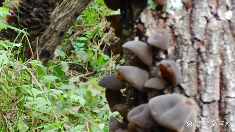 木耳的种植方法及季节