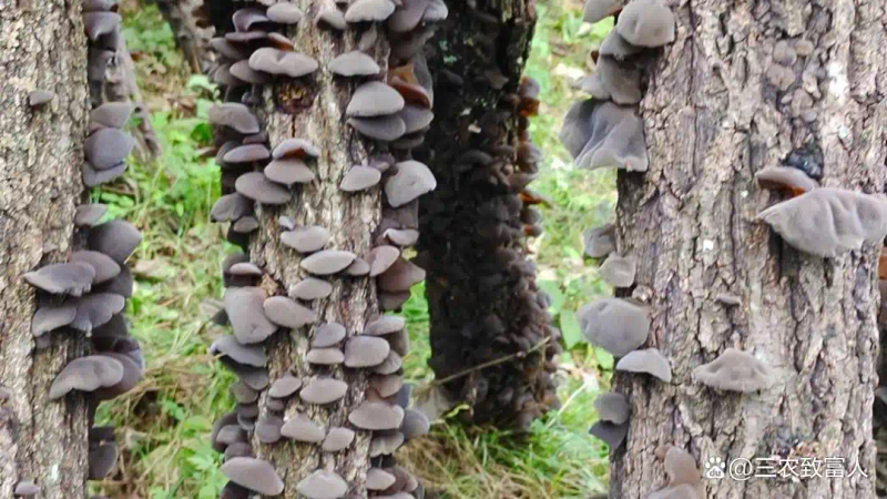 木耳的种植方法及季节