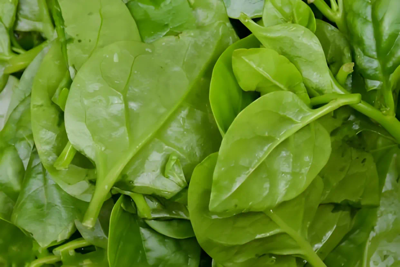 木耳的种植方法及季节