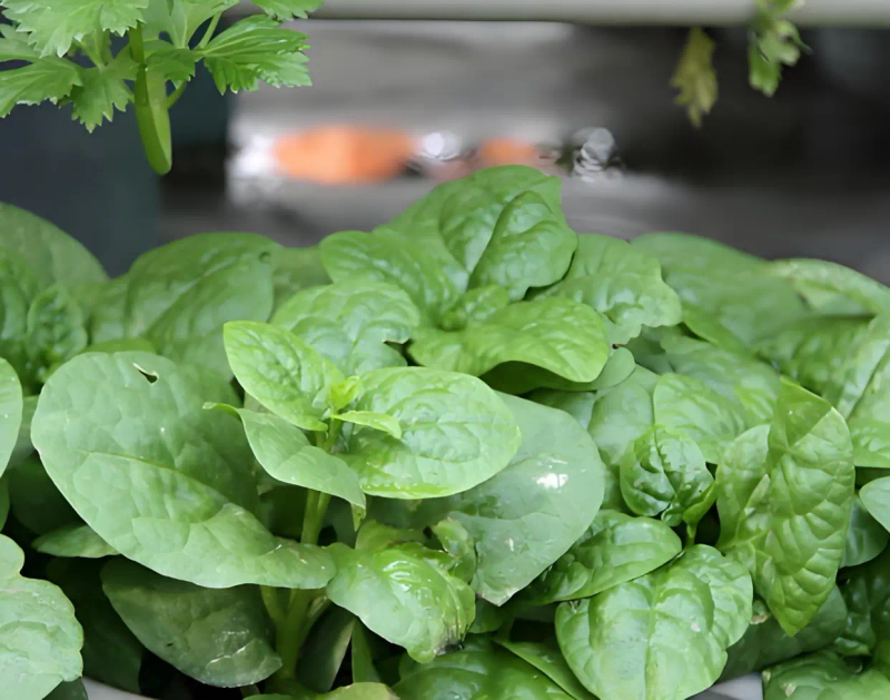 木耳的种植方法及季节