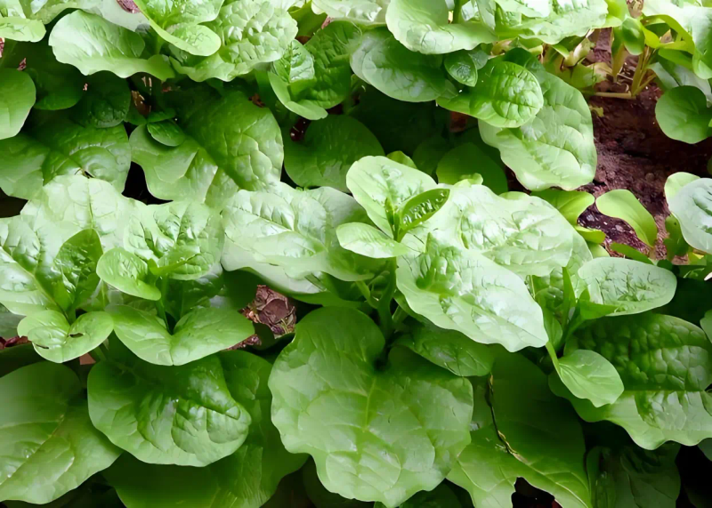 木耳的种植方法及季节