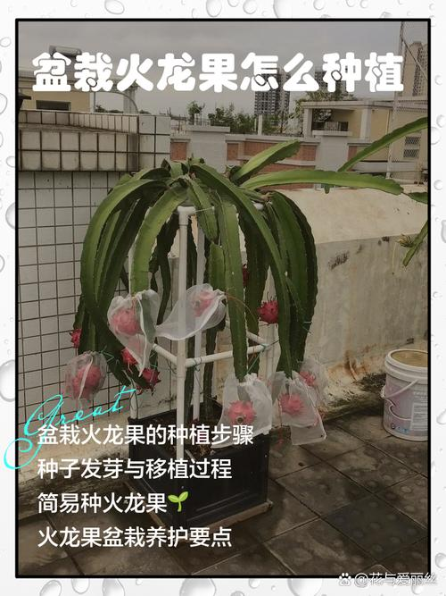 火龙果栽培种植技术