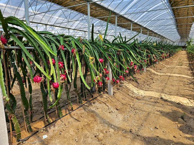 火龙果栽培种植技术