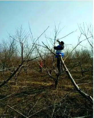 中国大樱桃栽培技术全解析：从营养储备到病虫害防治