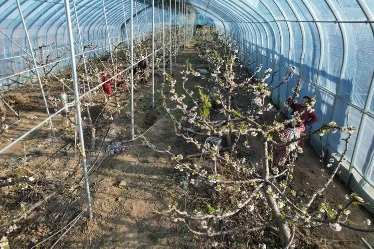 大樱桃种植技术