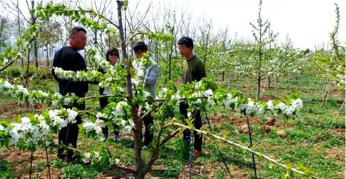 大樱桃种植技术