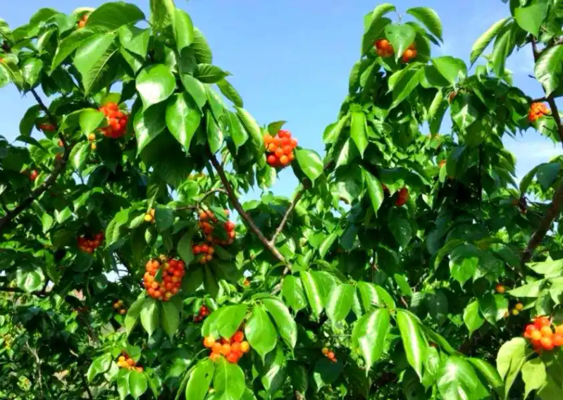 大樱桃种植技术